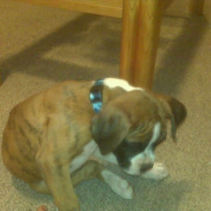 new_collar1