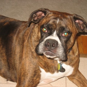 Stella