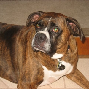 Stella