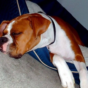 Paniro Sleeping