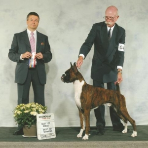 Bestinbreed