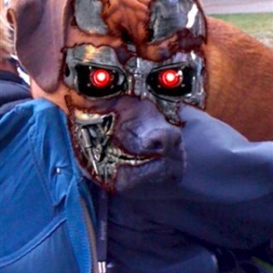 Terminator dog