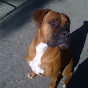 Elvis 2009
