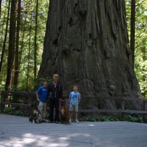 Family Redwood Tree