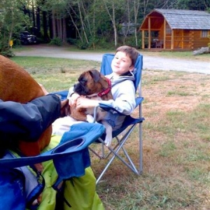 lap dogs
