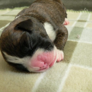 Brindle Baby