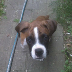 my_sweet_boy