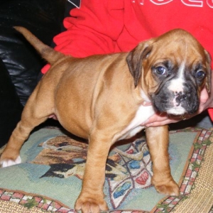 Mojo 5 weeks