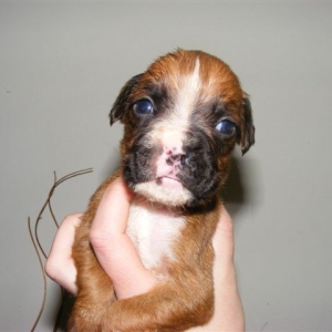 Baby Mojo