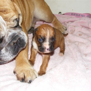 Baby Mojo