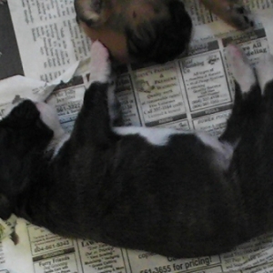 Chubby Brindle Baby