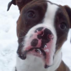 Our first boxer Blaze