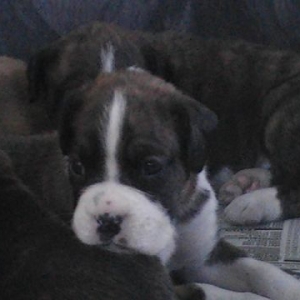 3 Weeks Old