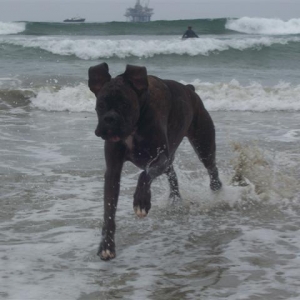 Syd_3_Years_6_Months_Old