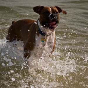 that's a happy pup!