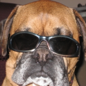 Sunglass Chester