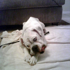 Vigo (Boxer Rescue Foster)