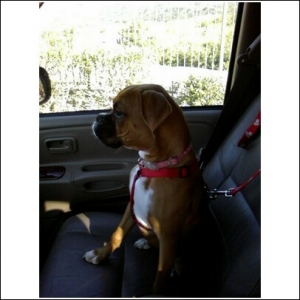 Daisyincar