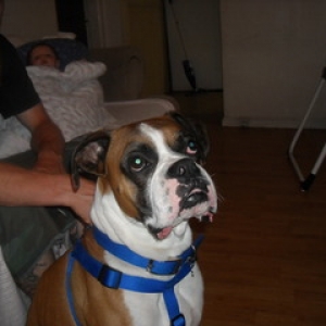 Dozer.