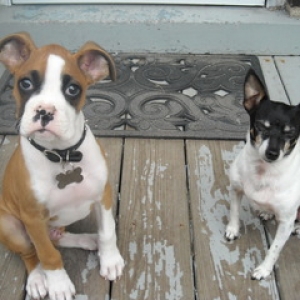 Aries 11 Weeks and Zeus 3 years old.