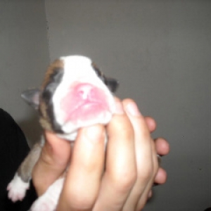 Aries The day he was born.