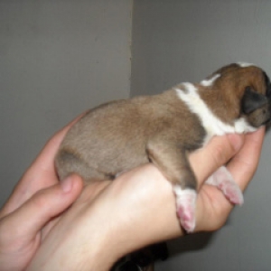 Aries The day he was born.