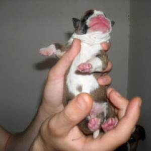 Aries The day he was born.
