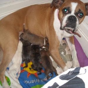 Princess and the Pups the day they were born.
