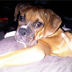 Dexter lounging