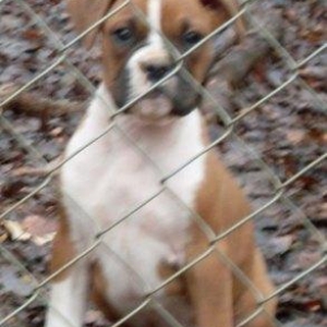 Ozzy as a baby pup
