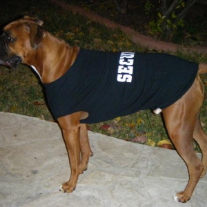 security dog on the look out...