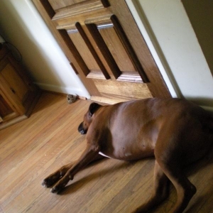 ...security dog sleeping on the job