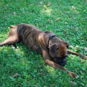 Axel having a rest after play time
