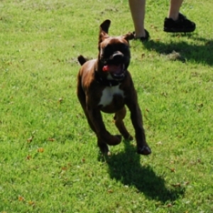 Axel on the run..