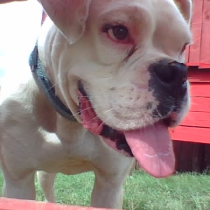 Rocky aka Rockster the Boxer