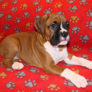Hannah our new puppy.