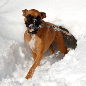 Winter Fun