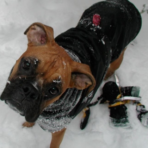 Kona Winter