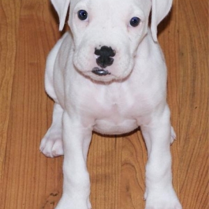 Zoey at 6 weeks
