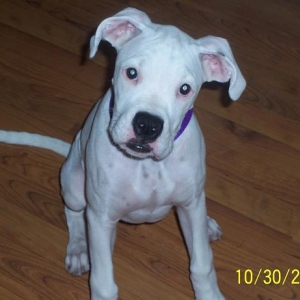 Zoey at 4 months old