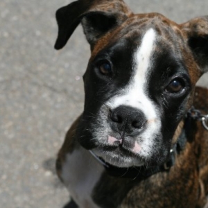 baus_at_woofstock2