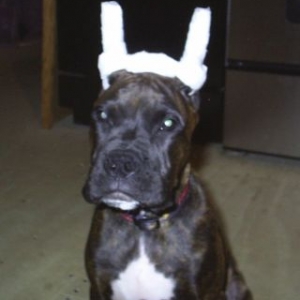 Tyson's Ear Wrap