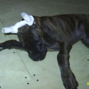 Tyson Playing