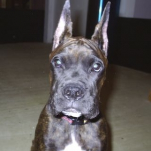 Tyson