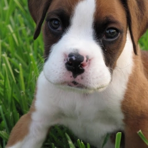 Bailey