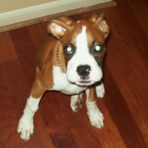 Bailey <3
