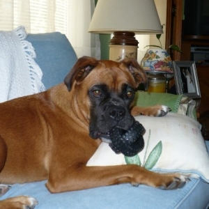 Pacey