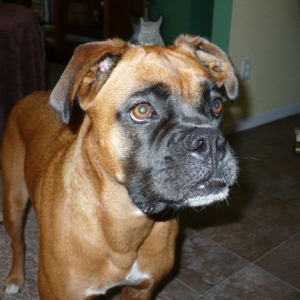 Pacey