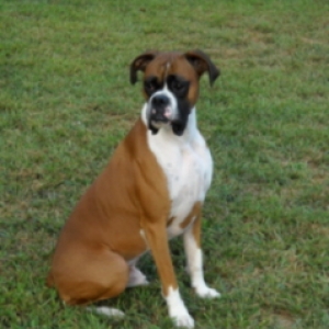Handsome Cody