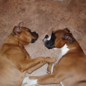 Cody and Aniah in love